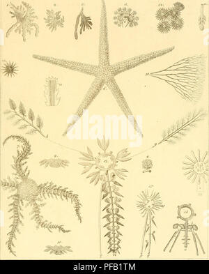 Ce travail de Stefano delle Chiaje fournit des descriptions détaillées et des observations anatomiques d'invertébrés de basse Sicile, basées sur des spécimens vivants observés entre 1822 et 1830, offrant des informations précieuses sur la faune régionale. Banque D'Images