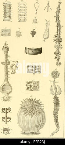 Ce travail fournit une description détaillée et une étude anatomique des animaux invertébrés observés dans la région de basse Sicile entre 1822 et 1830. La recherche porte sur l'anatomie et la classification de diverses espèces d'invertébrés trouvées dans la région au cours de cette période. Banque D'Images