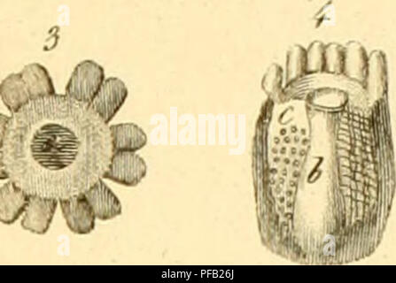 Les travaux de Stefano delle Chiaje fournissent une description détaillée et une étude anatomique des animaux invertébrés observés dans les régions du sud-est de la Sicile entre 1822 et 1830. Il comprend des illustrations et des descriptions de diverses espèces d'invertébrés. Banque D'Images