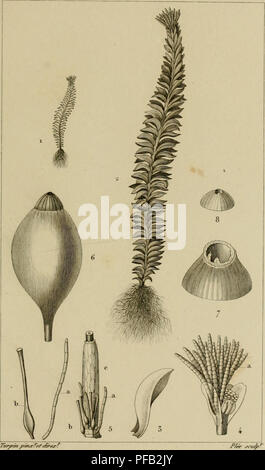 . Dictionnaire des sciences naturelles [ressource électronique] : dans lequel on traite méthodiquement des différens êtres de la nature, l'authors soit en eux-mêmes, d'après l'état actuel de nos connoissances, soit relativement à l'utilité qu'en retirer, la médecine, l'agriculture, le commerce et les artes. Suivi d'une biographie des plus célèbres naturalistes .. L'histoire naturelle. IJO'I'AMOIE LUnOXES^'ACOT. Les mousses./W/. Çwhiwm DREPANOPHYI.HLM./a".,Afr/ i/c/n&gt;ii//ii//'çrirn.fi'inffe^:t''r/ri'/i-rmma/e i/e /a. Veuillez noter que ces images sont extraites de la page numérisée des images, qui peuvent Banque D'Images