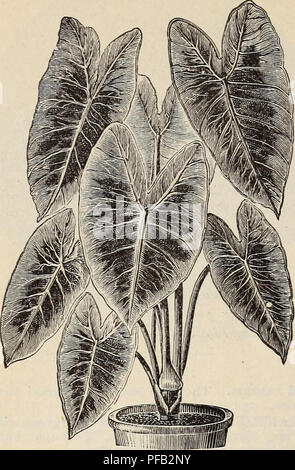 Cette illustration du catalogue Royal Palm Nurseries présente Alocasia illustris, une plante ornementale frappante connue pour ses feuilles marbrées noir-violet distinctives. Il est idéal pour les environnements gorgés d'eau, atteignant 3–4 pieds. Il fait partie d'un catalogue détaillant les plantes tropicales et ornementales. Banque D'Images