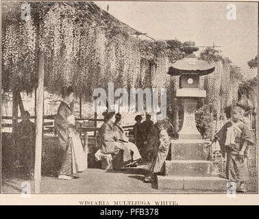 Ce catalogue descriptif de la pépinière Yokohama Co. fournit une liste complète des arbres à fleurs, arbustes, bulbes et arbres fruitiers disponibles à la vente. Il couvre une large gamme de plantes ornementales et utiles pour les jardins et l'aménagement paysager. Banque D'Images