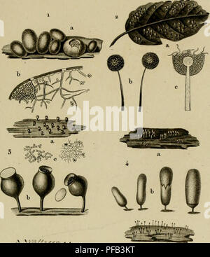 . Dictionnaire des sciences naturelles [ressource électronique] : dans lequel on traite méthodiquement des différens êtres de la nature, l'authors soit en eux-mêmes, d'après l'état actuel de nos connoissances, soit relativement à l'utilité qu'en retirer, la médecine, l'agriculture, le commerce et les artes. Suivi d'une biographie des plus célèbres naturalistes .. L'histoire naturelle. BOT/VJVrOlE. Un XfWO rory.vf : l'art. Lvoope idaoe'c ;. Veuillez noter que ces images sont extraites de la page numérisée des images qui peuvent avoir été retouchées numériquement pour plus de lisibilité - coloration et l'aspect de ces il Banque D'Images