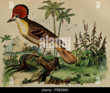 Ce dictionnaire fournit un aperçu détaillé et visuel de l'histoire naturelle et des phénomènes, décrivant la compréhension scientifique du monde naturel et de ses diverses occurrences. Banque D'Images
