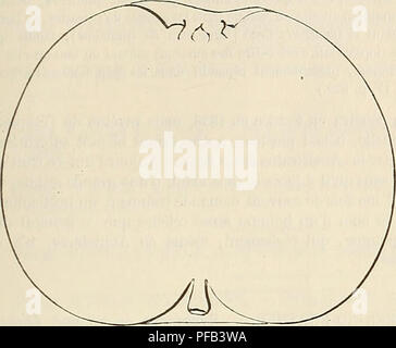 . Dictionnaire de mairie (Kiel) : contenant l'histoire, la description, la figure des fruits anciens et des fruits modernes les plus gÃ©nÃ©ralement connus et cultivÃ©s. Les fruits. WEL 865. ¨ me DeuxiÃ. Type 17112, espalier ou pyramides ; sa riche vÃ©gÃ©tation permet aussi d'en obtenir de vigoureux et rÃ©guliers plein-vent. Description du fruit. - Grosseur : sólido ou moyenne. - Forme : conique sensiblement arrondie et assez rÃ©guliÃ¨re, ou conique-raccourcie, trà s¨- ., m ... , Â Â irrÃ©guliÃ¨re et beau- Pomme Wellington. Â Premier Type. Â° coup moins dÃ©ve- loppÃ©e d'un cÃ'tÃ© que de l'autre. Â Banque D'Images