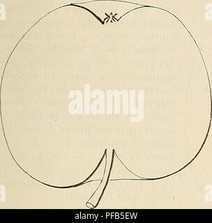. Dictionnaire de mairie (Kiel) : contenant l'histoire, la description, la figure des fruits anciens et des fruits modernes les plus gÃ©nÃ©ralement connus et cultivÃ©s. Les fruits. GOW âGRA 331 Pomme GOWRIE. Â Synonyme de pomme Tour de Glammis. Voir ce nom. PoMÃ®UE GRAAWE FOS-RENET. Â Synonyme de Reinette d'Osnabruck. Voir ce nom. 183. Pomme GRAF STERBERG.. Descpiption de l'arbre. Â Bois : TRÀ¨s-fort. Â Rameaux : peu nombreux, lÃ©gÃ¨Ã©talÃ turation©s pour la plupart, des plus longs et des plus gros, sensiblement coudÃ©s et duveteux, d'un rouge-brun exces- sivement foncÃ©. Â Lenticelles : gran- des, allon Banque D'Images