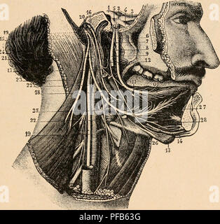 . Dictionnaire de physiologie. La physiologie. Cext. 581 plexus pharyngien qui reÃ au§Ã©galement du foi des rameaux du glosso-pharyngien et du grand sympathique. Debhou {ThÃ¨se inaugurale, Paris, aoÃ"t, 1841, citÃ© par Longet, TraitÃ© de phi/siologie, m, 468) un dÃ©crit des du glosso-pharyngien filets, qui iraient à la partie horizontale du voile du palais et exerceraient ainsi une fonction guslative. 3Â° A la partie antÃ©rieure arriver Ã la langue le nerf lingual (m se dÃ©tache du nerf maxillaire infÃ©rieur, branche du trijumeau, Ã peu de distance du trou ovale. SituÃ© en avant du glosso-pharyngien Banque D'Images