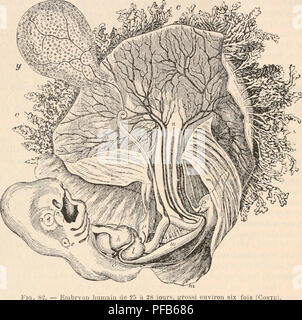 Ce dictionnaire couvre divers aspects de la physiologie, y compris l'étude du développement fœtal et le rôle du placenta. Il explore les différents stades de développement, le rôle du lait utérin et l'importance de la vésicule ombilicale dans les premiers stades. Le texte fournit un aperçu des processus biologiques qui soutiennent la vie fœtale. Banque D'Images
