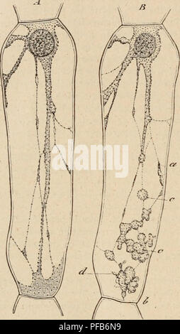 . Dictionnaire de physiologie. La physiologie. 402 amibes. Sollicitations chimiques. Â La neutralitÃ© ou une alcalinitÃ© faible du milieu semblent Ãªtre indispensables Ã la conservation des mouvements amiboÃ¯des. Ces derniers cessent trà s¨rapidement chez les amibes, sous l'action d'un liquide faiblement acide (acÃ©tique, chlorhydrique, osmique). Il en est de mÃªme des mouvements des MyxomycÃ¨tes (Kuhne, Unters. Ã"ber das Protoplasma und die Contractilitdt). L'acide carbonique, en grande quantitÃ©, est Ã©galement funeste aux amibes et aux plasmodes de MyxomycÃ¨tes. Si son action n'est pas trop prolon Banque D'Images