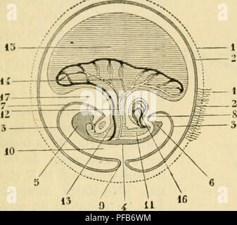 . Dictionnaire de physiologie. La physiologie. FÅTUS. 509-^t ine ilu systÃ¨moi veiin'ux allumé'patiquÂ"', veines alTt-n'iites, ou voinf portÂ"', et veines allÃ©- rentes, veines siis-liÃ©(paliqiies^' li. '.^. ontl.int ccrlain l'dans lornps^', le san venu &lt;ie la vt'irulft «suivrrÂ ombilicale pourra ainsi une double voie" : une voie directe, celle des veines vitelliiios ; une voie indirecte, reprÃ©. seiiti'e par le rÃ©seau san^^^hi uin palique. Mais bientÃ't la partie des veines vitellines forment entre les veines liÃ©paticiues [tous les'Ã©rentes et efTÃ©rentes s'atropliie, et tout le saii^- de la vÃ©tr Banque D'Images