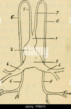 . Dictionnaire de physiologie. La physiologie. FÅTUS. Rudimi JjUt'Dls cardiaques, par suite du rapprochement des replis qui les portent, se fusion- tion en un seul luhf par rcrevanl niilÃ oxlrÃ fils©© inf/'ricure les deux veines vitellines. L'alloiifienit cardiaiiuc'ul du lepli jusqu'aux veines otn|ilialo-niÃ©sentÃ©ri&lt;jues, Uesdeux cardiai les rudiments de la soudure|iii's, la disparition de la cloison interposÃ©e, s'¨opÃ louer chez le lapin dans l'espaoe de quelques heures, de la 20 ;)Â" h la 21(1". Le tiihe eardiaqui iup- piiinitivement inlh-droit s'chit Ã cause de son rapide interval prolongation. Lorsque l Banque D'Images