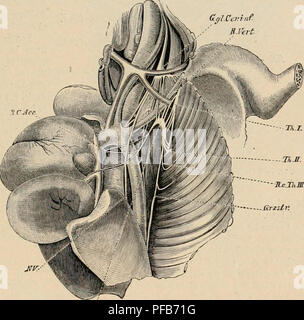 . Dictionnaire de physiologie. La physiologie. CÅUR. 101 cc(/l.ce7:iaf-T/HctiiW aaatonui desciiplioii lM "|ue donnÃ©e par eux du parcours de ces nerfs, ainsi que les chiffres publiÃ©es plus tard par E. Cyon (50 et 31) qui en reprÃ©sentent la distribution. AprÃ¨s fils parcours Ã cÃ'tÃ© du dÃ©presseur, le nerf S3'mpathique du cou cbez l le lapin au cervical ganglion infÃ©rieur. La forme et les enibrancliements de ganglion ce ne sont pas exactement les mÃªmes de chaque cÃ¹lÃ©. Du cÃ¹tÃ© droit il est d'ordinaire moins dÃ©veloppÃ© que du cÃ¹tÃ© gauche. L'inverse a lieu pour les premiers gangli Banque D'Images