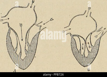 Cette image du 'Dictionnaire de physiologie' décrit l'anatomie du cœur, en se concentrant sur la fonction des valves cardiaques et des muscles pendant la systole. L'illustration montre comment la contraction des muscles papillaires aide à réguler la pression artérielle et à maintenir le bon fonctionnement de la valve. Banque D'Images