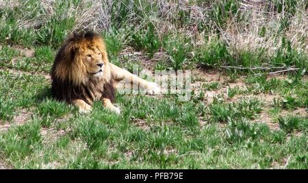 African Lion reposant dans les prairies. Banque D'Images