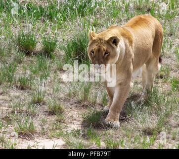 Lionne sur le vagabondage dans les prairies. Banque D'Images