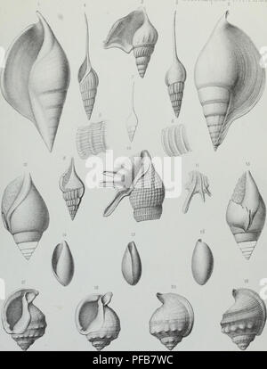 Études Critiques Sur Les Mollusques Fossiles - Agassiz - Arno Press 1980 Rigide