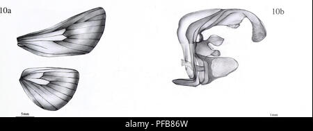 . La description d'un nouveau genre et vingt-trois nouvelles espèces d'Metarbelidae Cossoidea) (Lepidoptera : à partir de la plaine les forêts tropicales humides de la région de l'Guineo-Congolian avec notes sur les habitats et la biogéographie / Ingo Lehmannn. 51. Veuillez noter que ces images sont extraites de la page numérisée des images qui peuvent avoir été retouchées numériquement pour plus de lisibilité - coloration et l'aspect de ces illustrations ne peut pas parfaitement ressembler à l'œuvre originale.. Ingo Lehmann. Ingo Lehmann : Hamburger ; Banque D'Images