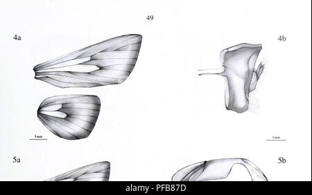 . La description d'un nouveau genre et vingt-trois nouvelles espèces d'Metarbelidae Cossoidea) (Lepidoptera : à partir de la plaine les forêts tropicales humides de la région de l'Guineo-Congolian avec notes sur les habitats et la biogéographie / Ingo Lehmannn. . Veuillez noter que ces images sont extraites de la page numérisée des images qui peuvent avoir été retouchées numériquement pour plus de lisibilité - coloration et l'aspect de ces illustrations ne peut pas parfaitement ressembler à l'œuvre originale.. Ingo Lehmann. Ingo Lehmann : Hamburger ; Banque D'Images