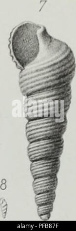 Ce travail décrit des animaux invertébrés découverts dans le bassin parisien, notamment des mollusques et des coquilles fossiles. Il complète l’étude des coquilles fossiles trouvées en région parisienne et donne un aperçu des espèces connues, contribuant ainsi à la recherche paléontologique. Banque D'Images