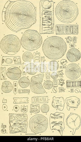 . Une description des poissons fossiles du Crétacé, vestiges de l'Éocène et du Miocène, formations de New Jersey. Poissons, les combustibles, la paléontologie, la géologie. Des élasmobranches. 107. Fig. 59.-Détaché de vertèbres. 1-2, New Jersey (Abbott) ; 3-4, Long Branch (Chap- man) ; 5-6, Monmouth Co. (mou) ; 7, Monmouth Co (8) ; Van Dyck, Monmouth Co. (Abbott) ; 9-11, Monmouth Co. (Cope) ; 12-15, Monmouth Co. (Cleburne) ; 16-17, ferme- ingdale (Pilsbry) ; 18-21, Nouvelle Egypte (Chaloner), 22-23, Pemberton (Budd) ; 24-26, Pemberton (Kaye) ; 27-44, Vincentown (Bryan) ; 45-46, Blackwoodtown (agneau) ; 47-48, Allowaystown (Yarrow) ; 49-50, Banque D'Images