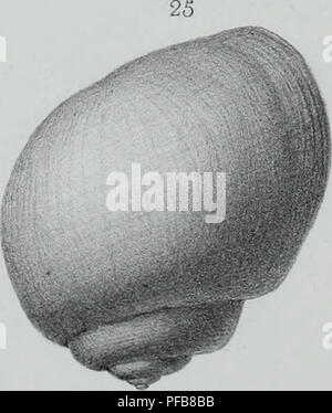 Ce travail décrit les animaux invertébrés découverts dans le bassin parisien, complétant les études de coquille fossile par une revue complète de toutes les espèces connues à l’époque. Banque D'Images