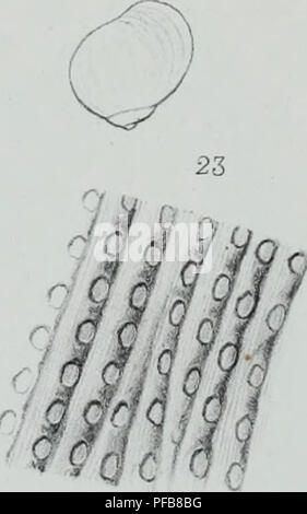 Cet ouvrage français décrit les animaux invertébrés découverts dans le bassin parisien, complétant les études antérieures sur les coquilles fossiles de la région. Il fournit des descriptions détaillées de diverses espèces d’invertébrés, contribuant à la compréhension paléontologique de l’ancienne biodiversité de la région. Banque D'Images