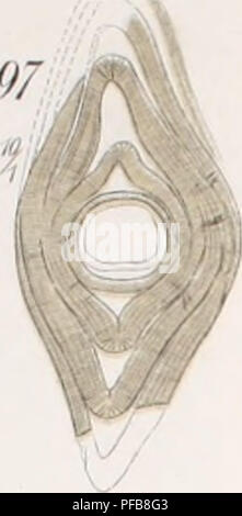 . Description géologique de Java et Madoura. Géologie ; géologie ; Volcans ; foraminifères et combustibles. L'af.95 Fig.9&amp ; li&Lt ;, !)7. Fùj. 95-97NBagëlmsls la, uil A'" 1048.. Veuillez noter que ces images sont extraites de la page numérisée des images qui peuvent avoir été retouchées numériquement pour plus de lisibilité - coloration et l'aspect de ces illustrations ne peut pas parfaitement ressembler à l'œuvre originale.. Verbeek, R. D. M. (Rogier Diederik Marius), 1845-1926 ; Fennema, Rinder, 1849-1926. Amsterdam, J. G. Stemler cz. Banque D'Images