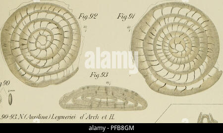 . Description géologique de Java et Madoura. Géologie ; géologie ; Volcans ; des foraminifères, combustibles. l'i.VII. &Lt;K)-93.N/Assilina)Leymeriei &lt ;/Arcli cl M.. Veuillez noter que ces images sont extraites de la page numérisée des images qui peuvent avoir été retouchées numériquement pour plus de lisibilité - coloration et l'aspect de ces illustrations ne peut pas parfaitement ressembler à l'œuvre originale.. Verbeek, R. D. M. (Rogier Diederik Marius), 1845-1926 ; Fennema, Rinder, 1849-1926. Amsterdam, J. G. Stemler cz. Banque D'Images