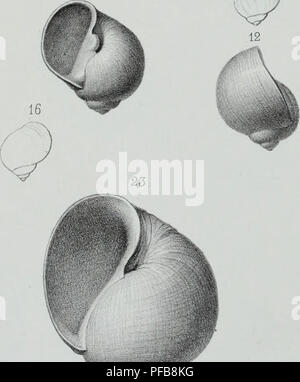 Ce travail décrit des animaux invertébrés découverts dans le bassin parisien, complétant l’étude des coquilles fossiles. Il fournit un examen de toutes les espèces d'invertébrés connues dans la région et de leurs fossiles. Banque D'Images