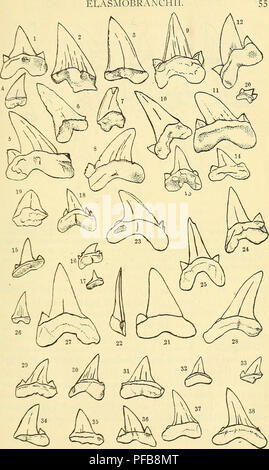 . Une description des poissons fossiles du Crétacé, vestiges de l'Éocène et du Miocène, formations de New Jersey. Poissons, les combustibles, la paléontologie, la géologie. Des élasmobranches. Fig. 20.-Otodus appendiculatus Agassiz. 1-4, L-nni ? (Chapman) ; 5, New Jersey (Burit) ; 6-7, Blackwoodtown (Collins) ; 8, New Jersey (Conrad) ; 9-10, New Jersey (Gabb) ; 11, Mullica Hill (Abbott) ; 12, Monmouth Co. (Abbott) ; 13-14. Mullica Hill (Abbott) ; 13-18, près de Long Branch (Chapman) ; 19, Monmouth Co. (Abbott) ; 20, 21-22 ; Co. de Monmouth, New Jersey (Conrad) ; 23-38, Vincentown (Bryan).. Veuillez noter que ces images sont extraits fr Banque D'Images