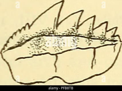 . Une description des poissons fossiles du Crétacé, vestiges de l'Éocène et du Miocène, formations de New Jersey. Poissons, les combustibles, la paléontologie, la géologie. . Veuillez noter que ces images sont extraites de la page numérisée des images qui peuvent avoir été retouchées numériquement pour plus de lisibilité - coloration et l'aspect de ces illustrations ne peut pas parfaitement ressembler à l'œuvre originale.. Fowler, Henry, 1878-1965 ; Kümmel, Henry Barnard, 1867-. Trenton, N. J. : MacCrellish &AMP ; Quigley, imprimantes de l'état Banque D'Images