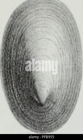 Cet ouvrage français décrit les invertébrés trouvés dans le bassin parisien, complétant les travaux antérieurs sur les mollusques fossiles. L'étude fournit un aperçu détaillé des diverses espèces, y compris leurs formes fossilisées et leur répartition. Banque D'Images