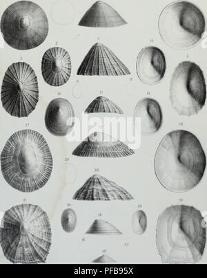 Cette description se concentre sur les animaux invertébrés découverts dans le bassin parisien, complétant les travaux antérieurs sur les coquilles fossiles dans la région. Il donne un aperçu des différentes espèces, contribuant à l’étude de la paléontologie et à la compréhension de la faune fossile locale. Banque D'Images