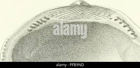Cet ouvrage français décrit des animaux invertébrés découverts dans le bassin parisien. Il comprend des études détaillées de diverses espèces, contribuant à la compréhension de la biologie des invertébrés dans cette région. Banque D'Images