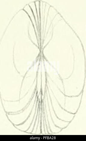 Cette illustration du XIXe siècle tirée de l'œuvre de Deshayes Description des animaux sans vertèbres représente des mollusques découverts dans le bassin parisien. La plaque détaillée met en évidence diverses espèces, offrant un aperçu des premières études sur les invertébrés dans la région. Banque D'Images