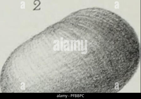 Cette description se concentre sur les animaux invertébrés découverts dans le bassin parisien, complétant les travaux antérieurs sur les coquilles fossilisées. Il donne un aperçu des espèces actuellement connues, y compris les mollusques fossiles. Banque D'Images