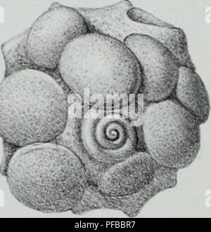 Ce travail décrit des animaux invertébrés découverts dans le bassin parisien, complétant ainsi l’étude des coquilles fossilisées dans la région. Il offre une revue approfondie des espèces actuellement connues, contribuant à la connaissance paléontologique et zoologique. Banque D'Images