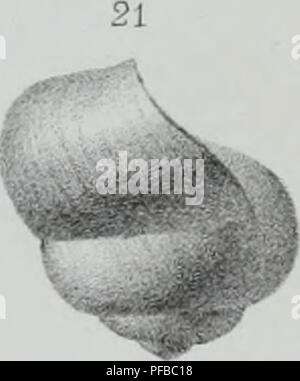 Ce travail fournit un catalogue détaillé des invertébrés trouvés dans le bassin parisien, servant de complément aux descriptions précédentes des coquilles fossiles dans la région. Le texte vise à cataloguer les espèces connues, leurs caractéristiques morphologiques et leur signification dans la recherche paléontologique. Banque D'Images