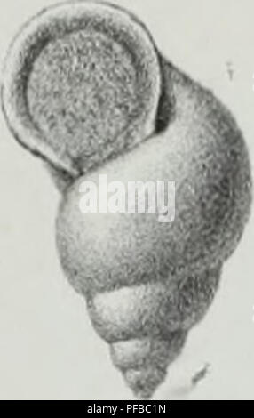 Ce travail décrit les animaux invertébrés découverts dans le bassin parisien, donnant un aperçu des espèces fossiles connues dans la région. Il sert de complément aux travaux antérieurs sur les mollusques fossiles trouvés autour de Paris. Banque D'Images