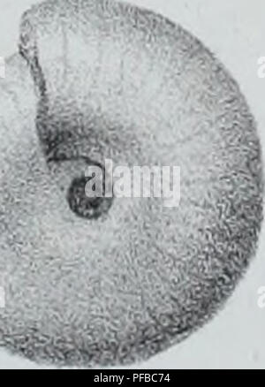 Ce travail décrit des animaux invertébrés découverts dans le bassin parisien, complétant des études antérieures sur des coquilles fossiles des régions environnantes de Paris. Il comprend des descriptions détaillées et des classifications de diverses espèces d'invertébrés. Banque D'Images