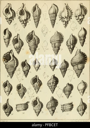 Ce travail fournit une description complète des coquilles fossiles de la région parisienne, contribuant au domaine de la paléontologie. Il comprend des illustrations détaillées et des descriptions de divers mollusques fossilisés trouvés dans cette région, jetant la lumière sur la vie marine antique de la région. Banque D'Images