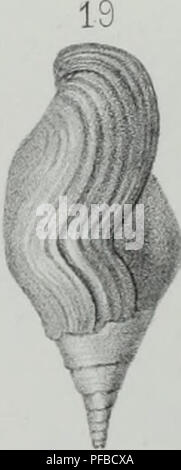 Ce travail décrit les animaux invertébrés découverts dans le bassin parisien, fournissant une revue générale des espèces connues. Il complète les descriptions antérieures des coquilles fossiles, offrant de plus amples informations sur la diversité paléontologique de la région. Banque D'Images