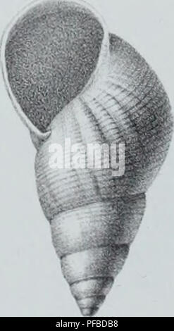 Ce travail scientifique décrit des animaux invertébrés découverts dans le bassin parisien, complétant la description des coquilles fossiles dans la région. Il comprend un aperçu des espèces connues et contribue à l'étude de la paléontologie et de la zoologie des invertébrés. Banque D'Images