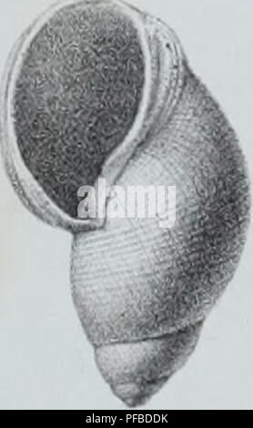 Ce travail décrit des animaux invertébrés découverts dans le bassin parisien, servant de complément au catalogue des coquilles fossiles de la région. Il comprend un aperçu général des espèces d'invertébrés connues et de leur importance écologique. Banque D'Images