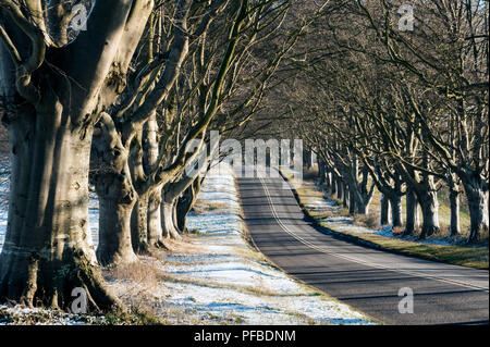 Une mince couche de neige à un moment historique de l'avenue de hêtre qui borde la B3082 chemin public entre Paris et Blandford dans Dorset à Badbury Rings près de W Banque D'Images