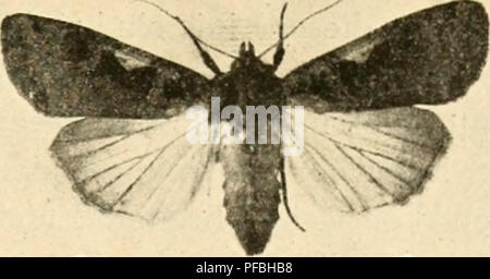 'Der Tropenpflanzer' est une revue dédiée à l'agriculture tropicale, qui contient des articles sur diverses cultures tropicales et pratiques agricoles, y compris des études sur des parasites comme Agrotis c-nigrum (ver gris noir), qui affecte de nombreuses espèces végétales. Banque D'Images