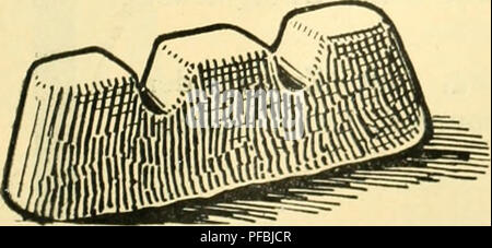 . Tropenpflanzer ; Zeitschrift der Landwirtschaft l fr. Plantes tropicales ; les cultures tropicales. . Veuillez noter que ces images sont extraites de la page numérisée des images qui peuvent avoir été retouchées numériquement pour plus de lisibilité - coloration et l'aspect de ces illustrations ne peut pas parfaitement ressembler à l'œuvre originale.. Berlin Banque D'Images