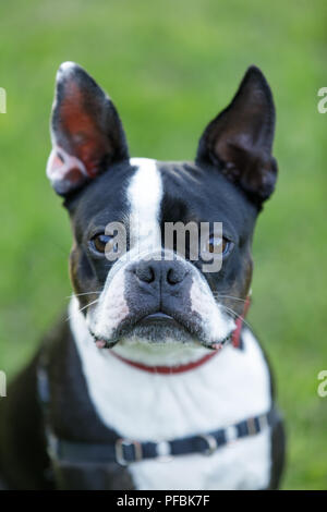 Boston Terrier Close-up. Banque D'Images