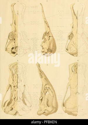 'Der Schädelbau der Monotremen' de C. Fischer étudie le crâne et les structures squelettiques de monotrèmes, un groupe de mammifères pondeurs. Les images mettent en évidence des caractéristiques anatomiques détaillées, fournissant un aperçu de ce groupe unique d'animaux. Banque D'Images