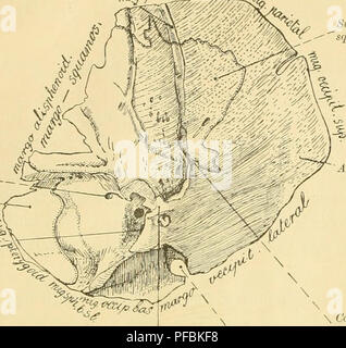 Une étude détaillée de la structure du crâne des monotrèmes, y compris les différences et les similitudes entre diverses espèces comme l'ornithorynque et l'échidna. Il met l'accent sur les caractéristiques anatomiques pertinentes à leur classification. Banque D'Images